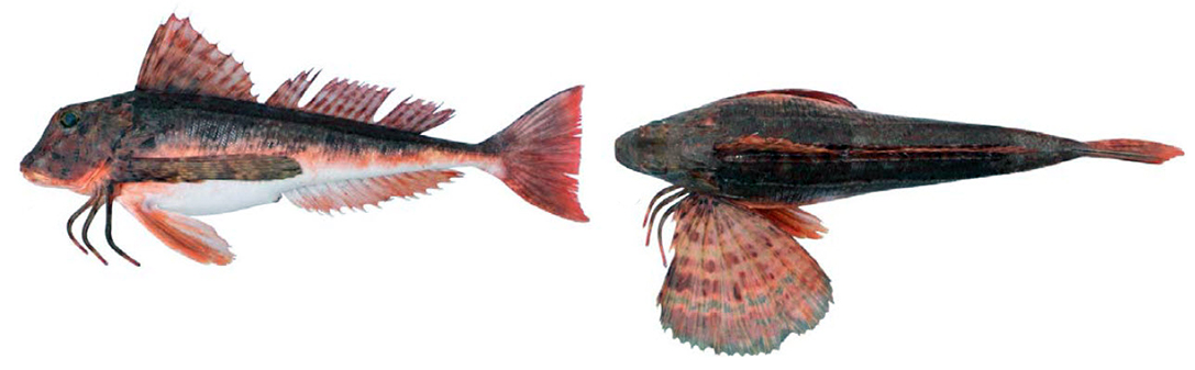 Trigloporus lastoviza_010.jpg